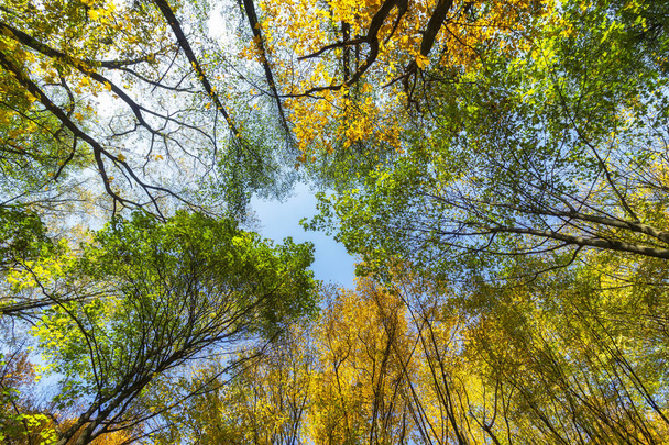 Вершини жовтих дерев восени
 - Фото, зображення