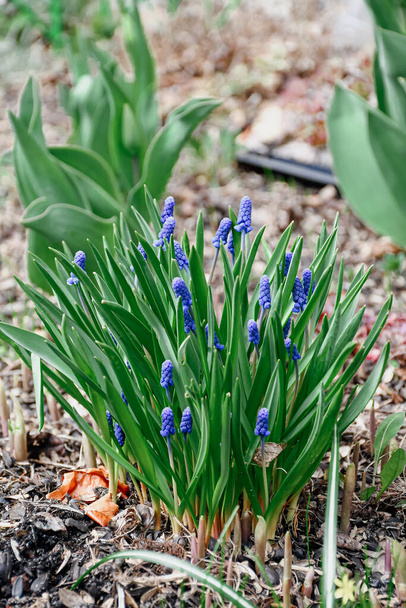 Маскари или мышь гиацинт с белыми, синими или лиловыми цветами, которые цветут весной. Цветочная клумба перед домом. Цветочный пейзаж, свежие обои, концепция природы - Фото, изображение