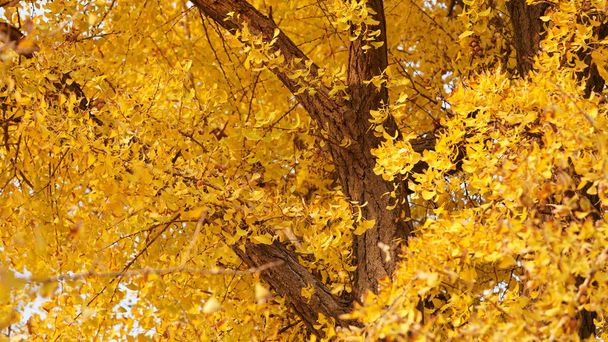 Die Herbstlandschaft in einem alten chinesischen Tempel mit den gelben Blättern voller alter Bäume - Foto, Bild