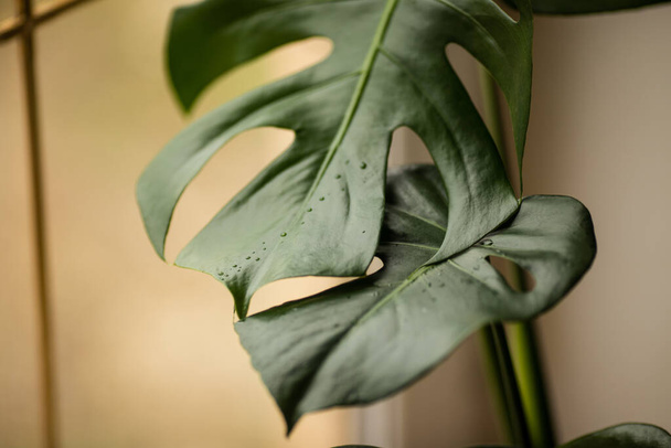selective focus. large green leaves of monstera with water drops on the background of the window. monstera - tropical flower with carved leaves, flowers and plants at home - Фото, изображение