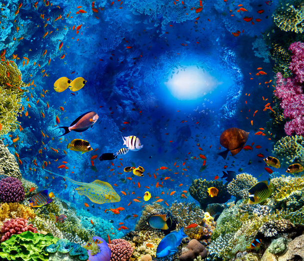 Grupa nurków badających rafę koralową. Sporty podwodne i tropikalne wakacje. - Zdjęcie, obraz
