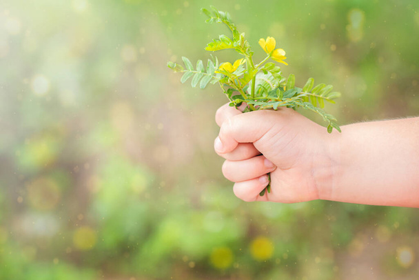 Дитяча рука тримає на полі букет з диких жовтих квітів
 - Фото, зображення