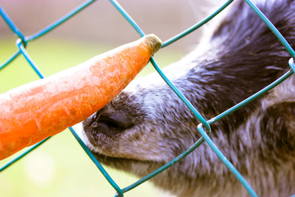 Karmienie kozła marchewką. Zabawne zdjęcie szarej kozy w zoo jedzącej marchewki z rąk odwiedzających zza ogrodzenia. Kozi pysk z bliska. Grunty rolne. Ciepły filtr kinowy.  - Zdjęcie, obraz