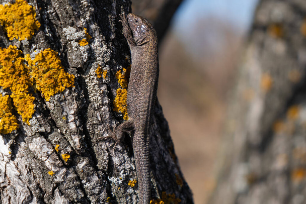 Eine braune Eidechse sitzt auf einem Baum. Ein kleines Reptil sonnt sich in der Sonne. Natur und Menschen. - Foto, Bild