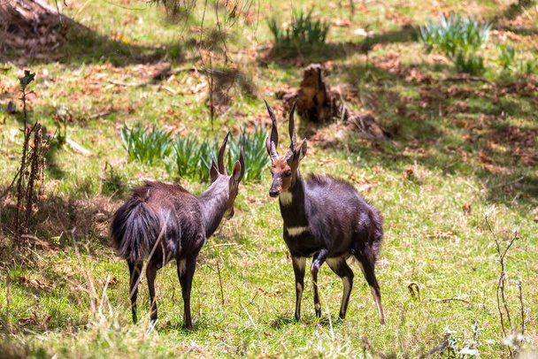 two endemic animals Menelik Bushbuck prepare for fight in natural habitat, Tragelaphus scriptus menelik, Bale Mountain, Ethiopia, Africa safari wildlife - Photo, Image