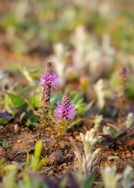 Pogostemon deccanensis znany również jako Jambhli Manjiri jest mały wyprostowany aksamitne zioło, które mają owłosione purpurowe łodygi wystające z kwiatów. Wygląda bardzo dekoracyjnie. Używana ostrość selektywna. - Zdjęcie, obraz