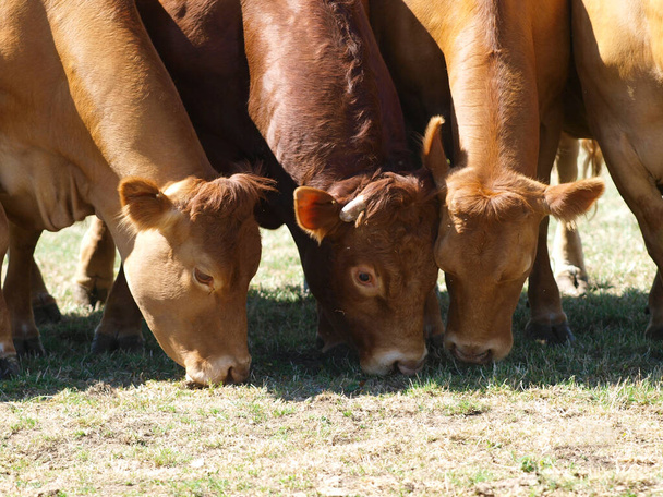Una pequeña manada de ganado pastando en un potrero de verano. - Foto, Imagen