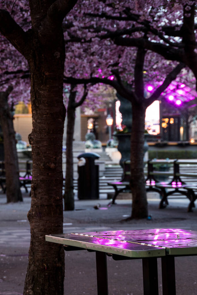 Стокгольм (Швеція) Щорічний цвіт вишневих рослин у Кунґстрадгардені вночі.. - Фото, зображення