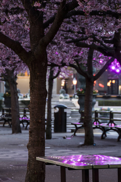 Stoccolma, Svezia I fiori di ciliegio annuali nel Kungstradgarden di notte. - Foto, immagini