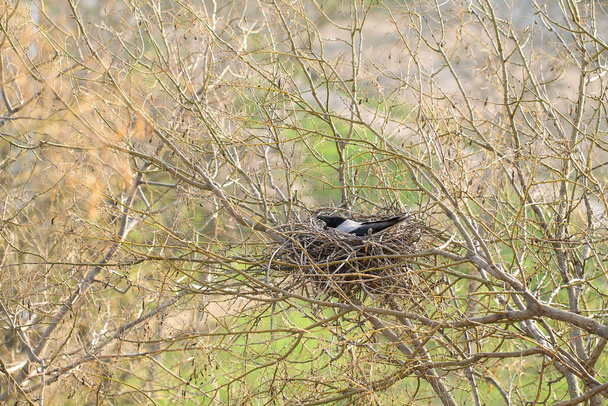 The raven mother incubates the eggs. Wild life. - Photo, Image