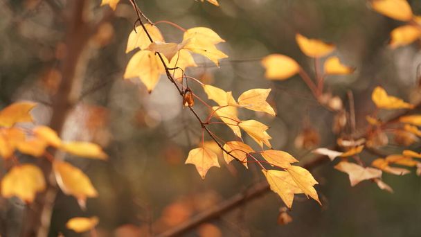 秋の庭の美しい秋の風景 - 写真・画像