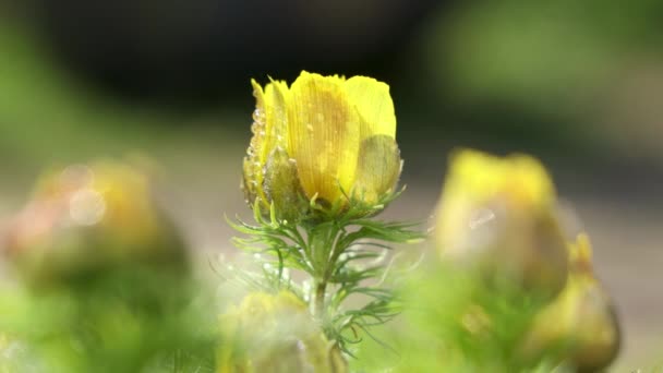 Hermosas flores amarillas de primavera con gotas de agua en el soleado día de primavera, cerca, brisa ligera, profundidad superficial del campo. Adonis vernalis (ojo de faisán, ojo de faisán de primavera, ojo de faisán amarillo, falso hellebore)) - Imágenes, Vídeo