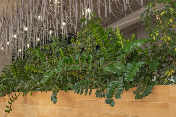 Vihreä seinä kasveja pizzeriassa ostoskeskuksessa. Kaunis moderni sisustus parvi tyyli.  - Valokuva, kuva
