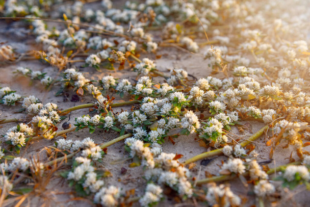 Khakiweed, Washerwoman, Sessile joyweed ou fleur de paille lisse (Alternanthera Paronychioides, Alternanthera caracasana) poussent et couvrent sur le sol - Photo, image