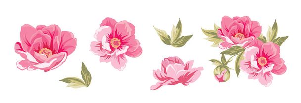 Set of differents peonies on white background. - Vector, Image