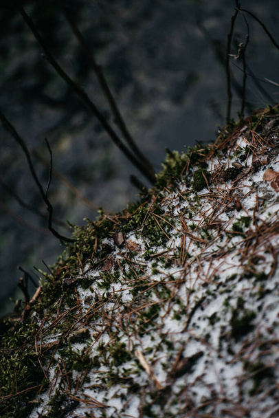 A selective focus shot of the green grass covered with snow in the winter forest - Fotoğraf, Görsel