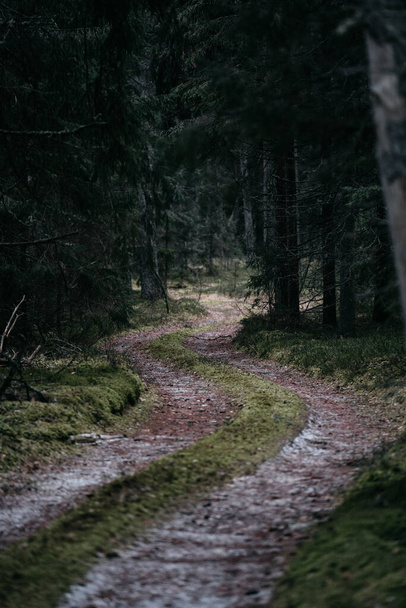 A vertical shot of a beautiful road through the woods - Valokuva, kuva