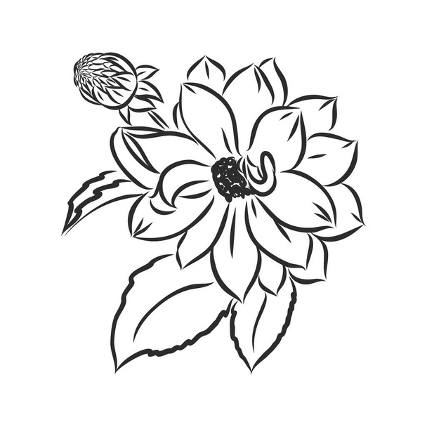 bellissimo fiore di dalia bianco e nero monocromatico isolato su sfondo bianco. Linee di contorno e tratti disegnati a mano. schizzo vettore dahlia su sfondo bianco - Vettoriali, immagini