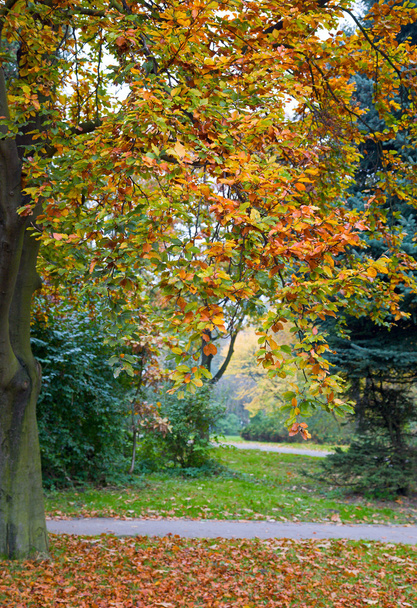 Last golden tree foliage in autumn city park - Φωτογραφία, εικόνα