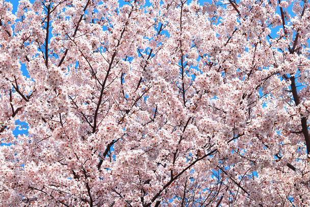 Bahar sakura ağacında çiçek açan sakura çiçekleri ve arka plan da gökyüzü, doğa - Fotoğraf, Görsel