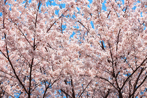 Цветы сакуры цветут на весенней сакуре и на заднем плане небо, природа - Фото, изображение