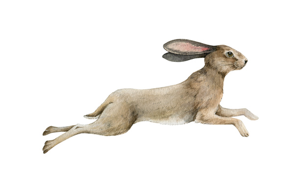 Netter Laufhase. Kleine Kaninchen springen Aquarell-Illustration. Wildes graues, flauschiges Hasenelement. Wald- und Wiesentier mit langen Ohren auf weißem Hintergrund. Aktives Wildkaninchen - Foto, Bild