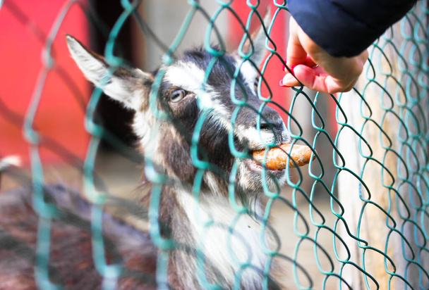 Karmienie kozła marchewką. Zabawne zdjęcie szarej kozy w zoo jedzącej marchewkę z rąk gości zza ogrodzenia. Kozi pysk z bliska. Grunty rolne. Ciepły filtr kinowy.  - Zdjęcie, obraz
