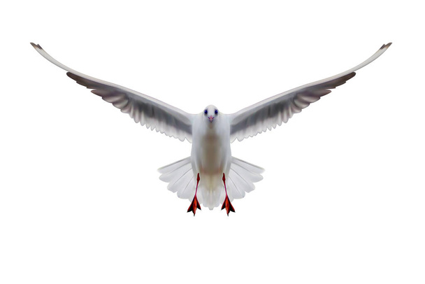 Vista frontal de uma gaivota voadora com envergadura total. ilustração 3d - Foto, Imagem