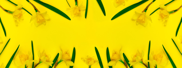 Sárga nárcisz virágok pasztell háttér felső nézet. Narcissus lapos feküdt sablont betűkkel másolás tér. Virágzó virágos háttér szöveg hely. Kreatív minimál stílus virágos keret minta tervezés. - Fotó, kép