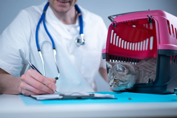 Veterinario masculino toma notas sobre el chequeo de salud del gatito heterosexual escocés gris en el portador de animales en la mesa de examen en la clínica. Veterinario de cableado en portapapeles cerca de gato tabby. Comprobar la salud animal. - Foto, Imagen