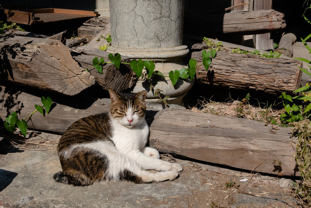 zatoulaná tlustá kočka spí mimo město - Fotografie, Obrázek