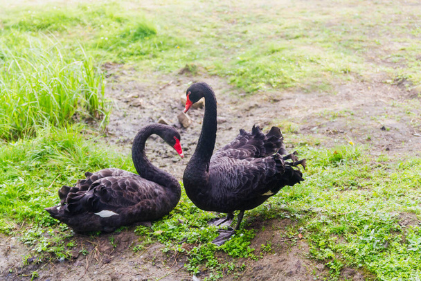 Two black swans in the Park. The female Swan sitting on eggs. - Фото, изображение