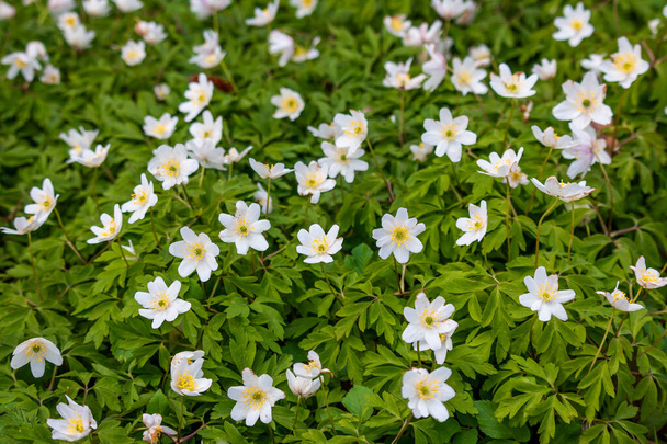 The beautiful white flowers with the yellow stamens and pistils of the wood anemone, an early bloomer in the forest - Photo, Image