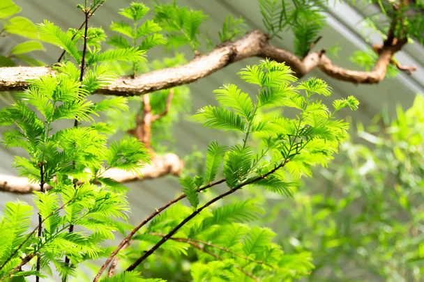 Aghi di ramo di acacia e giovani foglie verdi - Foto, immagini
