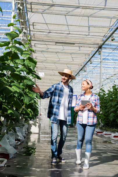 happy farmer pointing at plants in glasshouse near african american colleague with digital tablet - Photo, Image