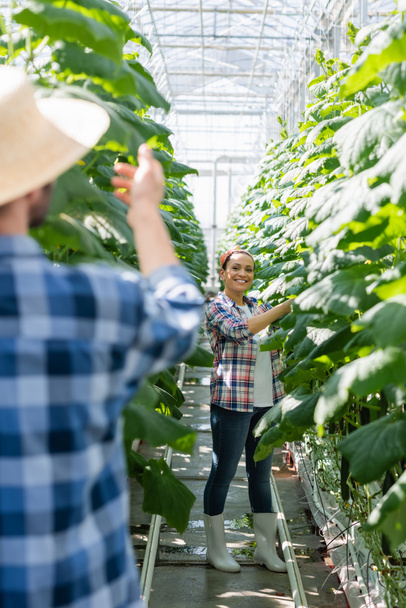 joyful african american farmer checking plants in greenhouse near colleague on blurred foreground - Photo, Image
