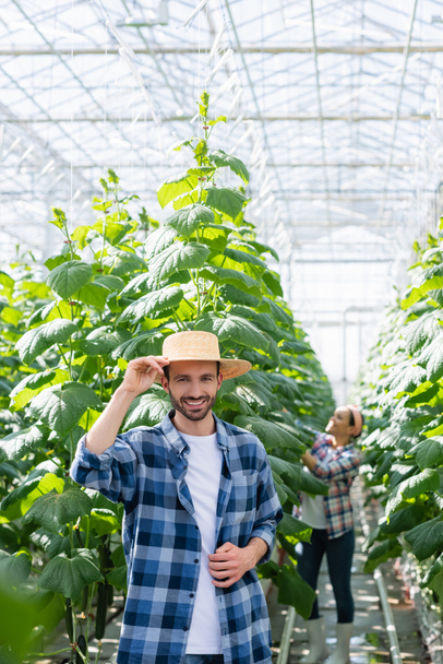 szczęśliwy rolnik w słomkowym kapeluszu patrząc na kamerę w pobliżu afrykańskiej amerykańskiej koleżanki pracującej w szklarni na rozmytym tle - Zdjęcie, obraz