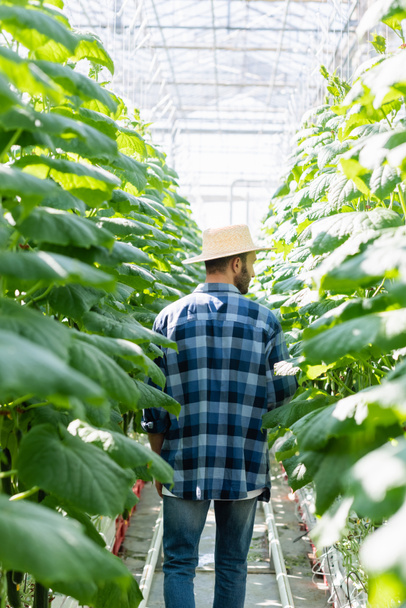 назад вид фермера в соломенной шляпе и клетчатой рубашке возле огуречных заводов в оранжерее - Фото, изображение