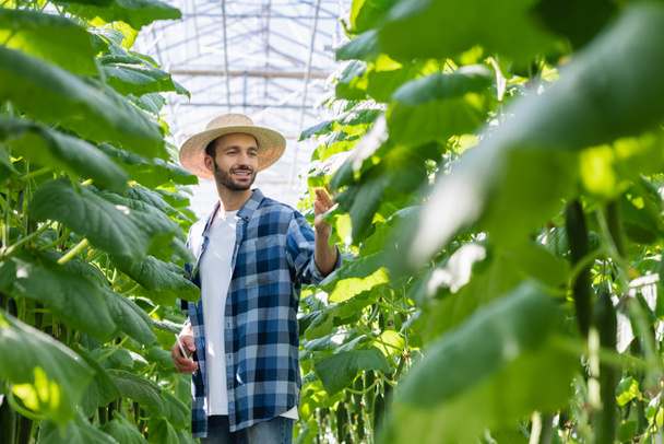 улыбающийся фермер в клетчатой рубашке и соломенной шляпе трогает огуречное растение в оранжерее - Фото, изображение