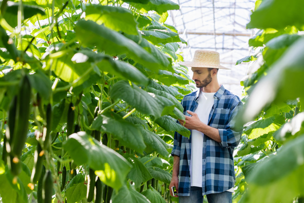 farmer in plaid shirt checking cucumber plants in greenhouse, blurred foreground - Photo, Image