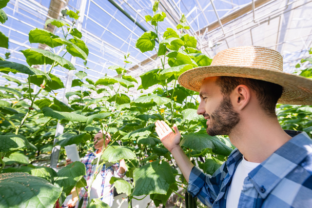 farmer in straw hat pointing with hand near plants and african american colleague in greenhouse - Photo, Image