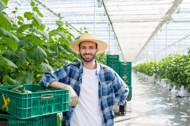 usmívající se farmář stojící u plastové krabice s čerstvými okurkami ve skleníku - Fotografie, Obrázek