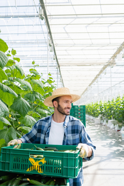 granjero feliz mirando hacia otro lado mientras sostiene caja de pepinos frescos en invernadero - Foto, Imagen