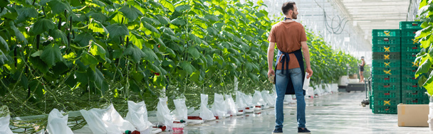 widok z tyłu rolnik stojący w pobliżu zielonych roślin w szklarni, transparent - Zdjęcie, obraz
