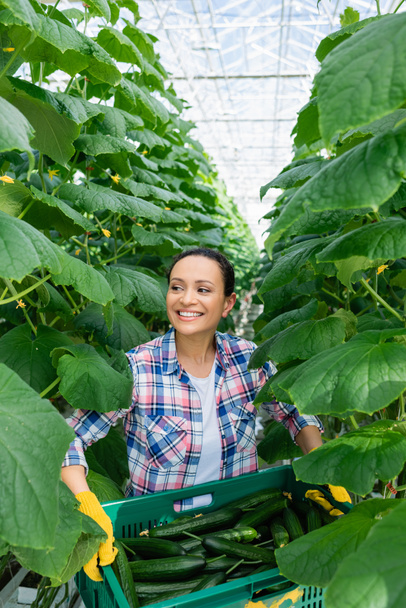 happy african american farmer in plaid shirt holding box with fresh cucumbers in greenhouse - Foto, immagini