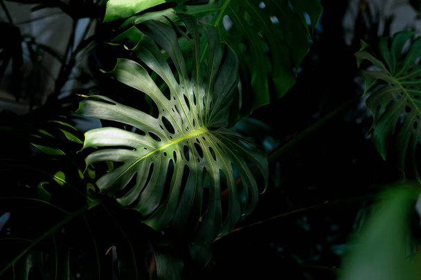 Monstera leaves as the sunlight shines from the roof. - Zdjęcie, obraz