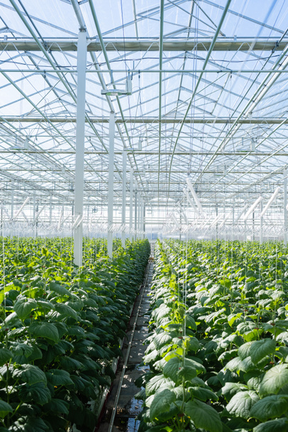 serra spaziosa con piantagione di piante di cetriolo - Foto, immagini
