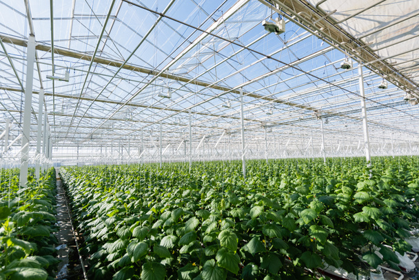 plantation of cucumber plans growing in spacious greenhouse - Photo, Image