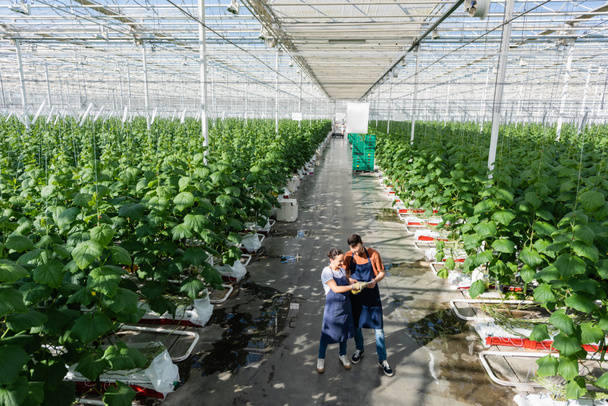 high angle view of interracial farmers looking at digital tablet in glasshouse - Photo, Image