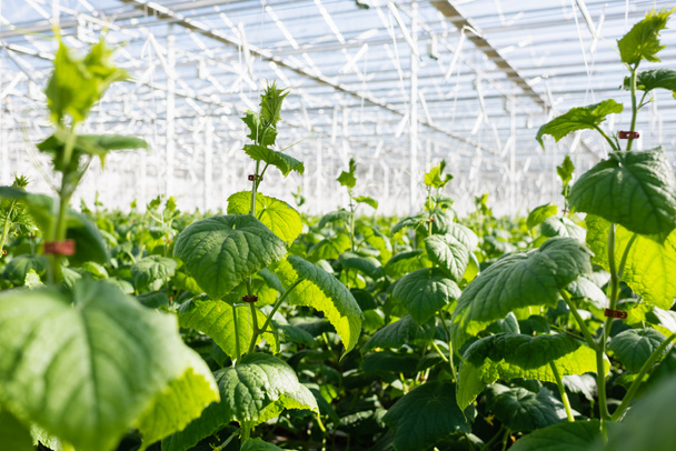 enfoque selectivo de las plantas de pepino que crecen en invernadero, borrosa primer plano - Foto, Imagen